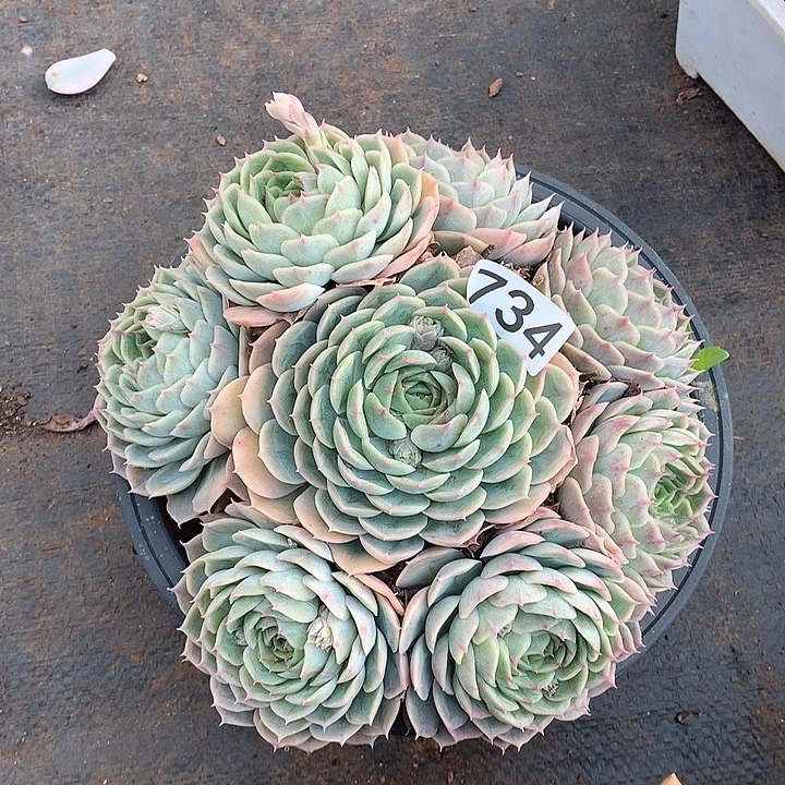 734昂斯诺一物一拍多肉