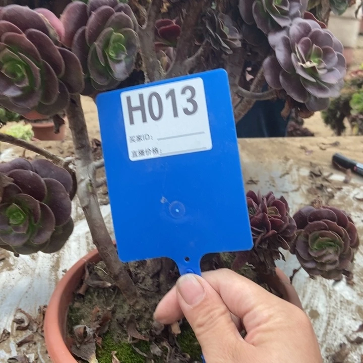 飘***013欧紫缀化老桩老桩