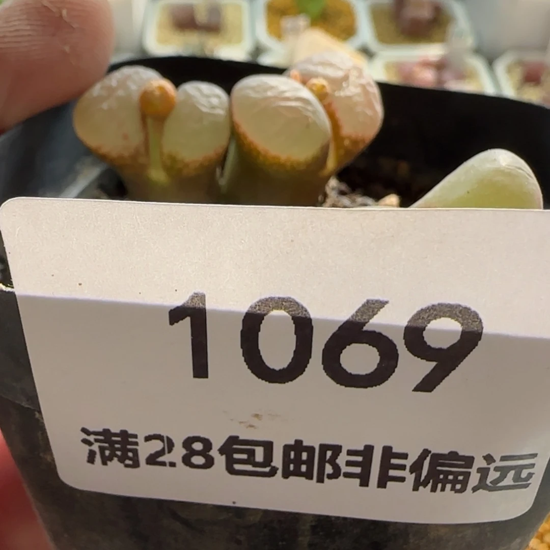 【闪购商品】二***王1069