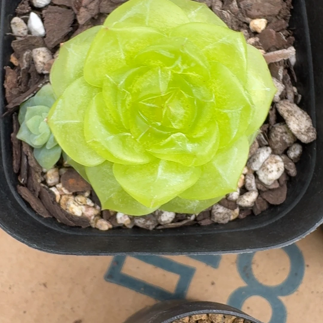 玄***雀0811-67-3013单头一颗