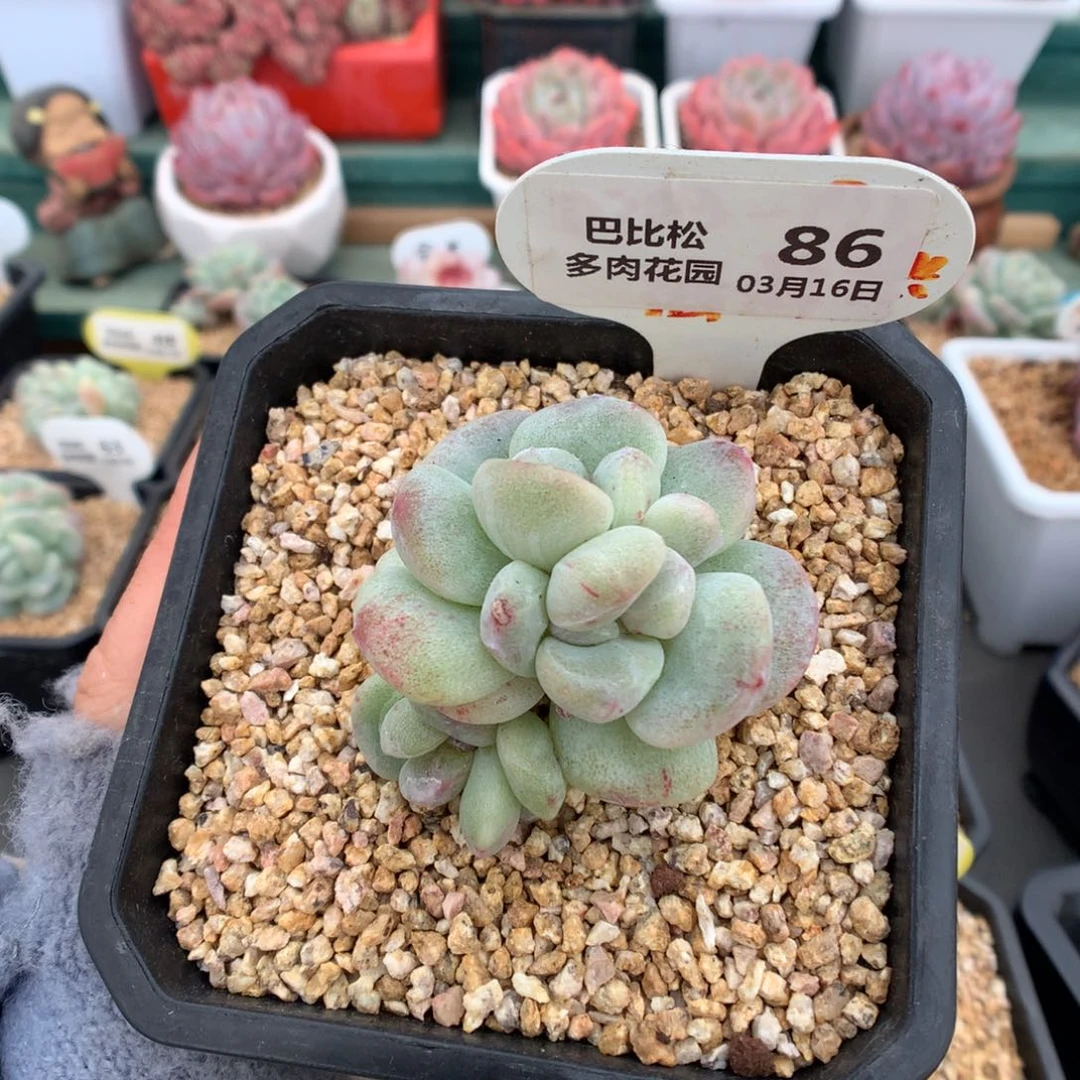 86三头冰玉石化多肉植物