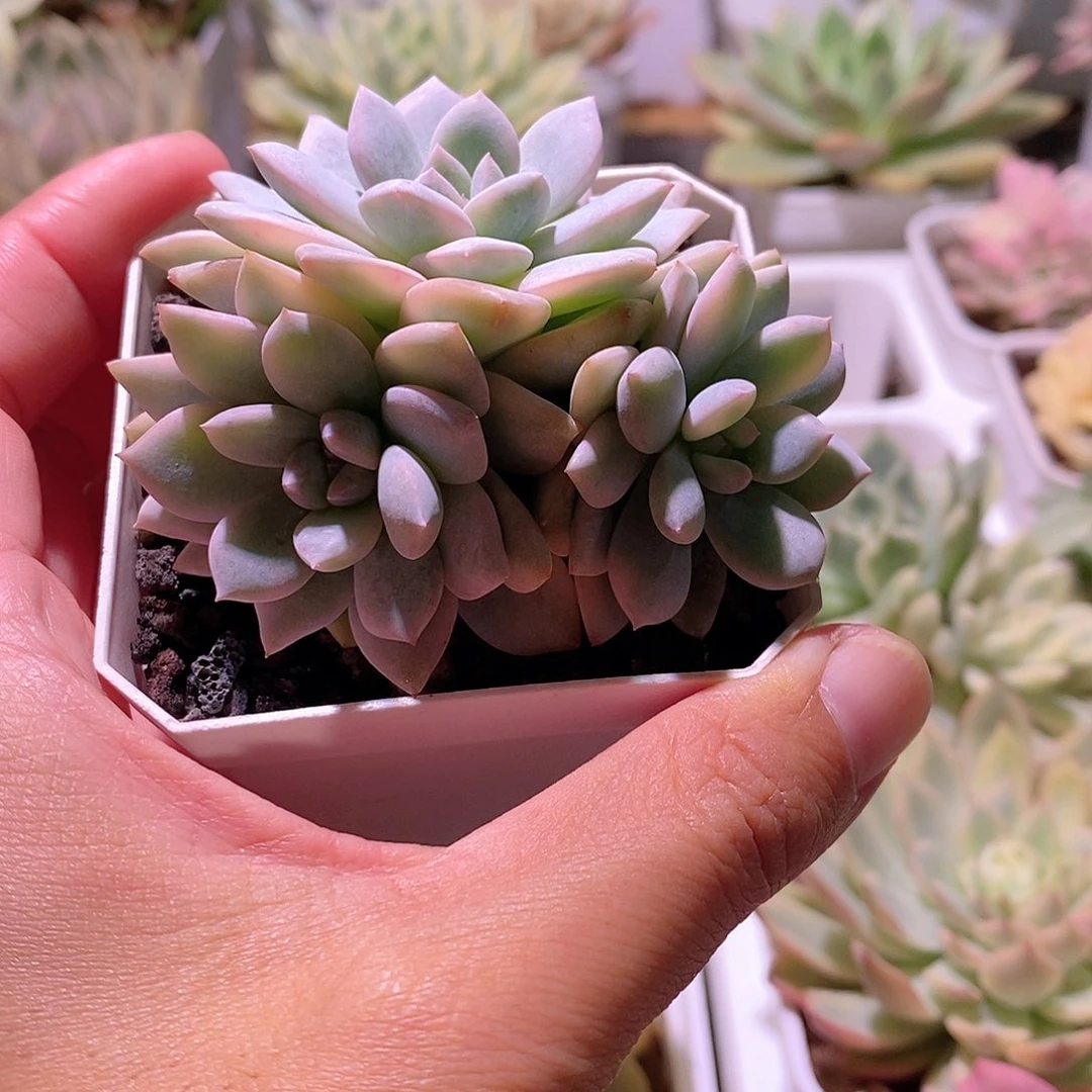 橙子锦多肉植物老桩