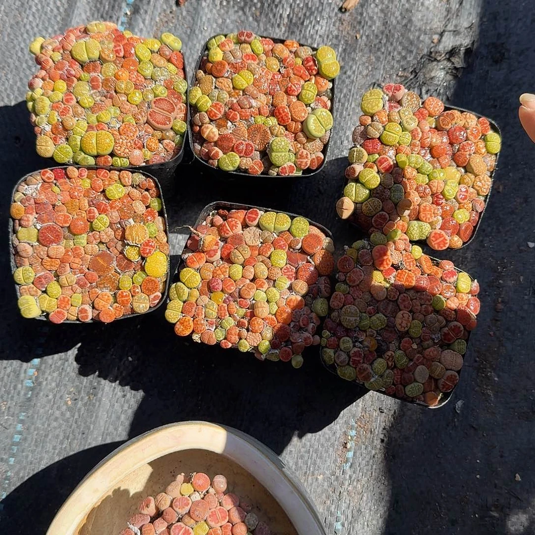 不***的生实花带盆多肉植物