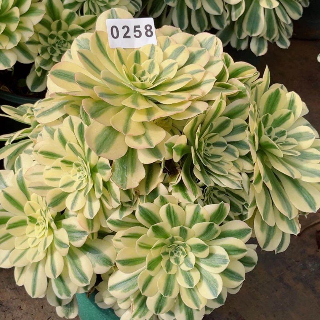 迈巴赫多肉老庄发货