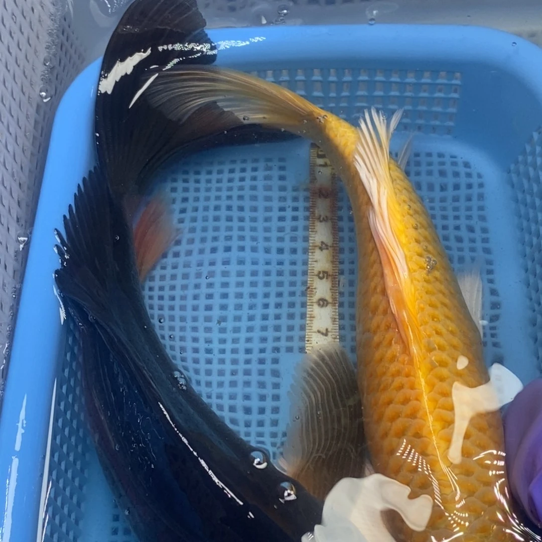 锦鲤冷水锦鲤包邮