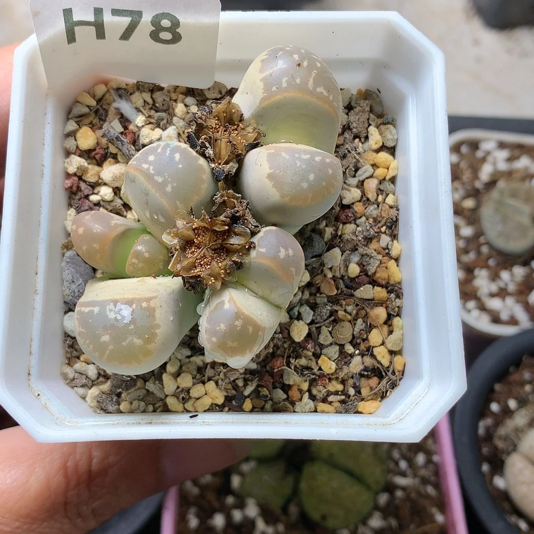 小*朵H78多肉植物保护