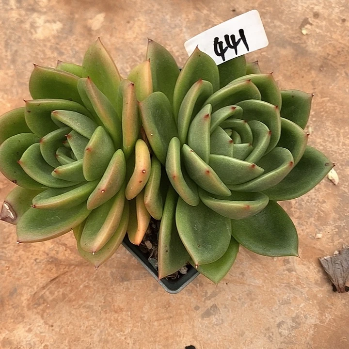 用****9441———直播福利