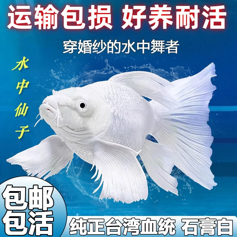 3-6公分台湾蝴蝶鲤观赏鱼纯种球体大鳍大尾巨型好养活活体冷水鱼