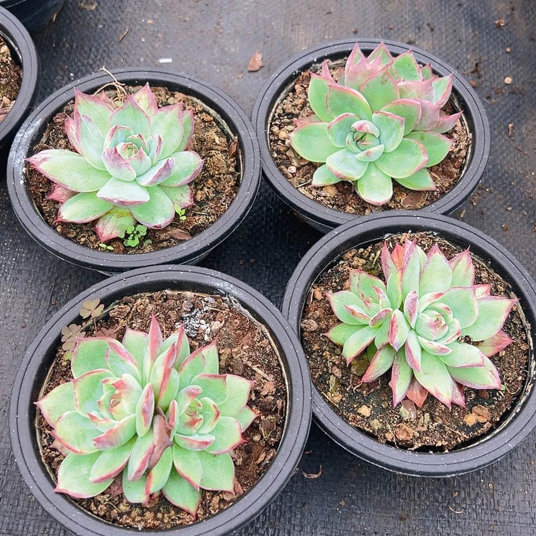 多肉植物金红仙子四个