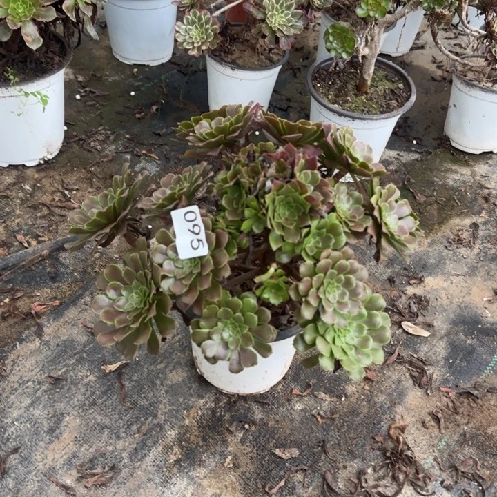 095两单包邮红铜壶。