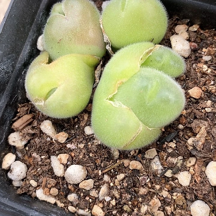 1090长毛毛翠滴一群