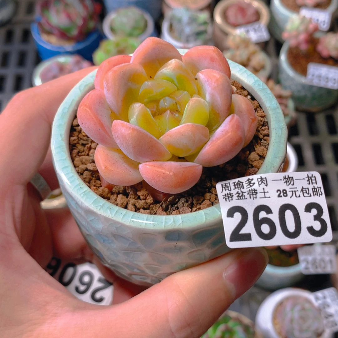 5厘米盆精控多肉2603