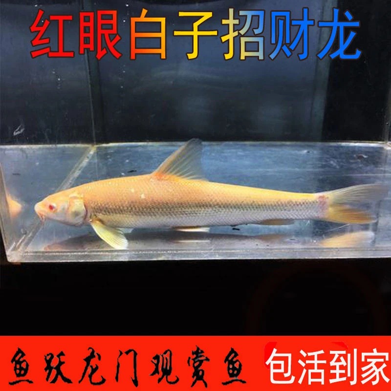 红眼银鳕鱼白子招财赤目冷水淡水好养耐活可食用观赏黄化鳞耙鳕鱼