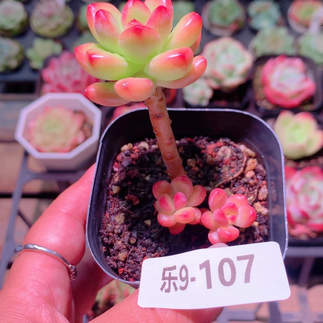 乐然9-107 香格里拉