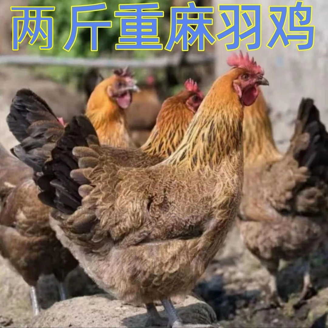 【鸡场直发】两斤重长尾鸡宠物鸡农家散养土鸡红瑶鸡
