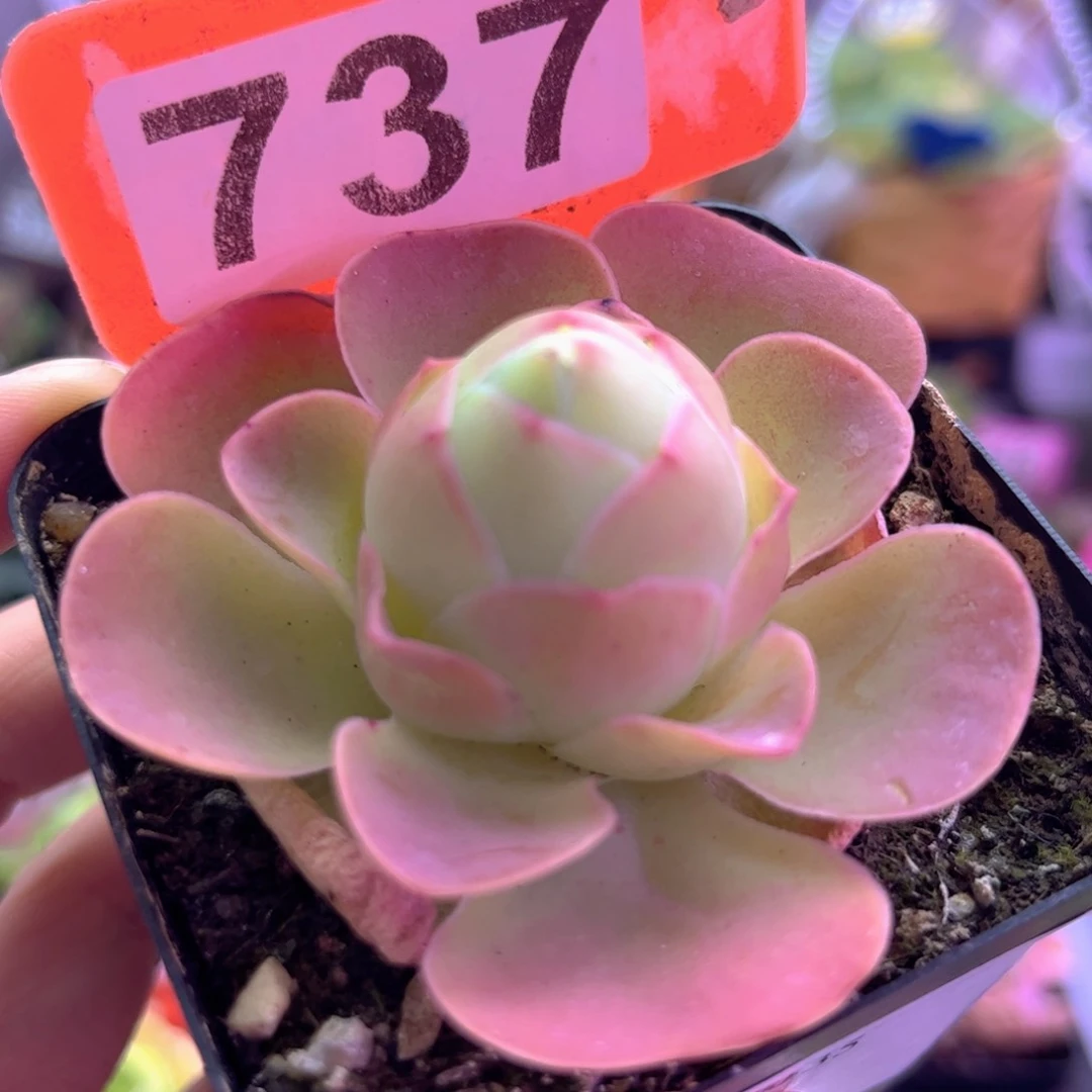 开播福利草莓737