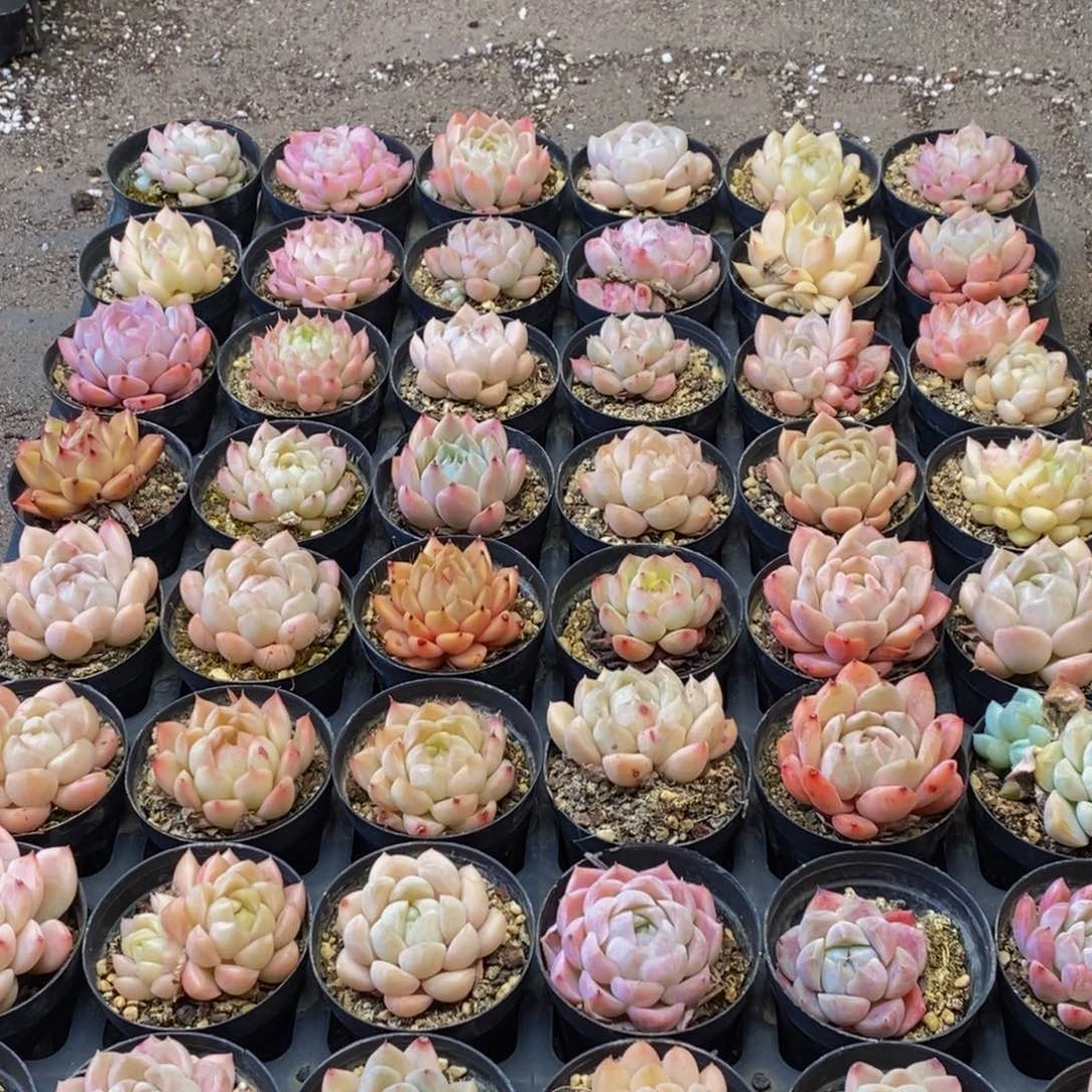 231多人在一起了。我