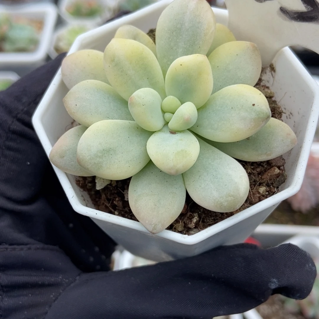 965洛神锦多肉植物多肉
