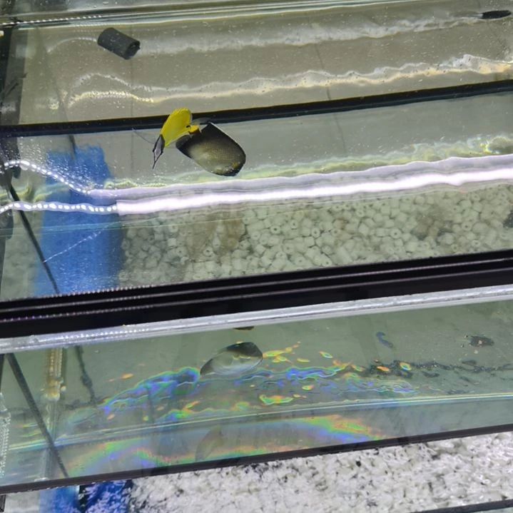 海水鱼黄尾诛仙  鱼友专拍