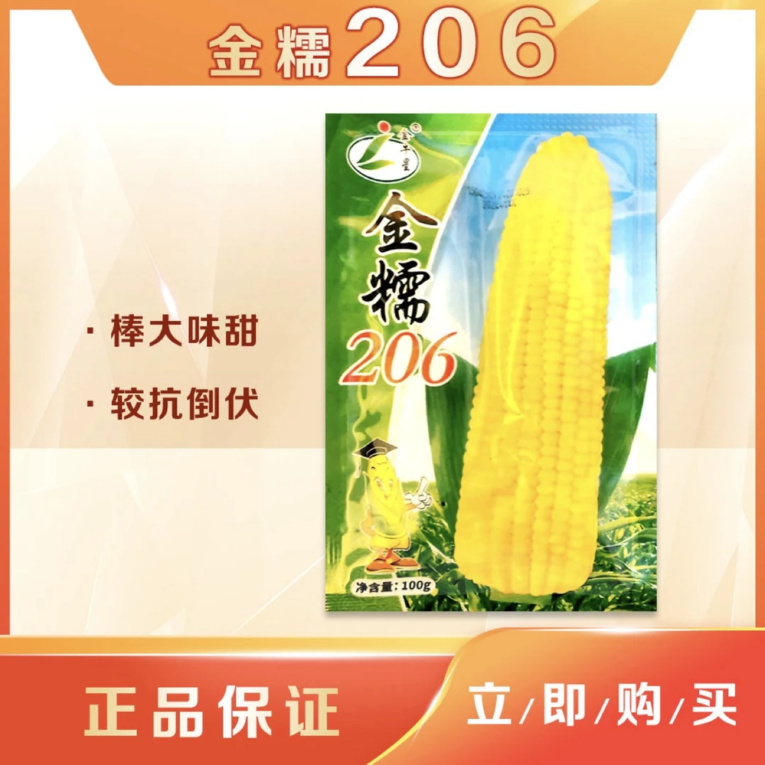 金糯206粘玉米种子（100g）