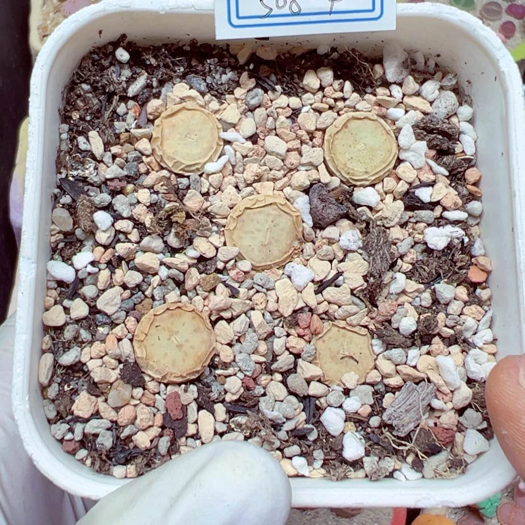 完全开放小*乖508-4优秀的5个