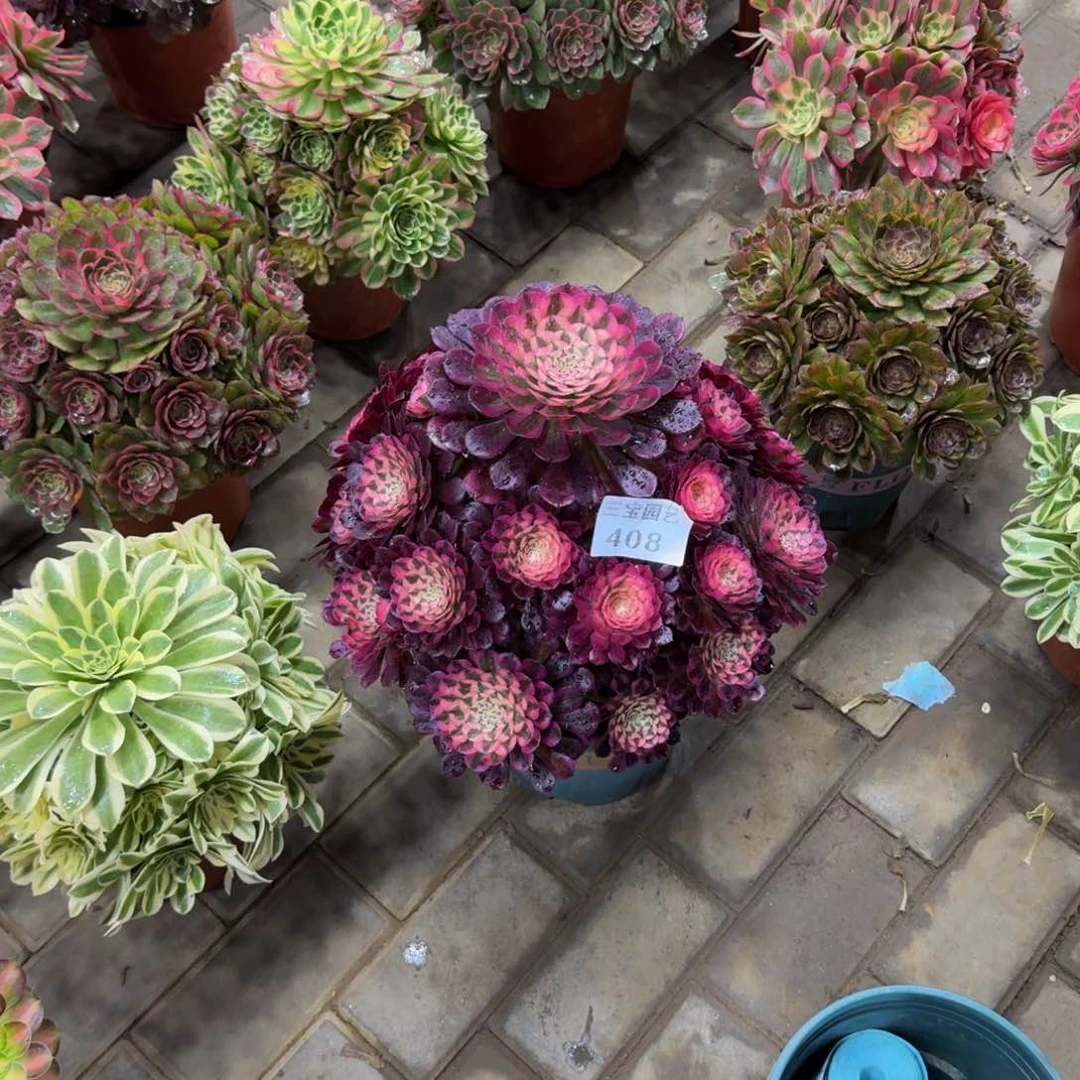 鑫****妈多肉植物408红铜白