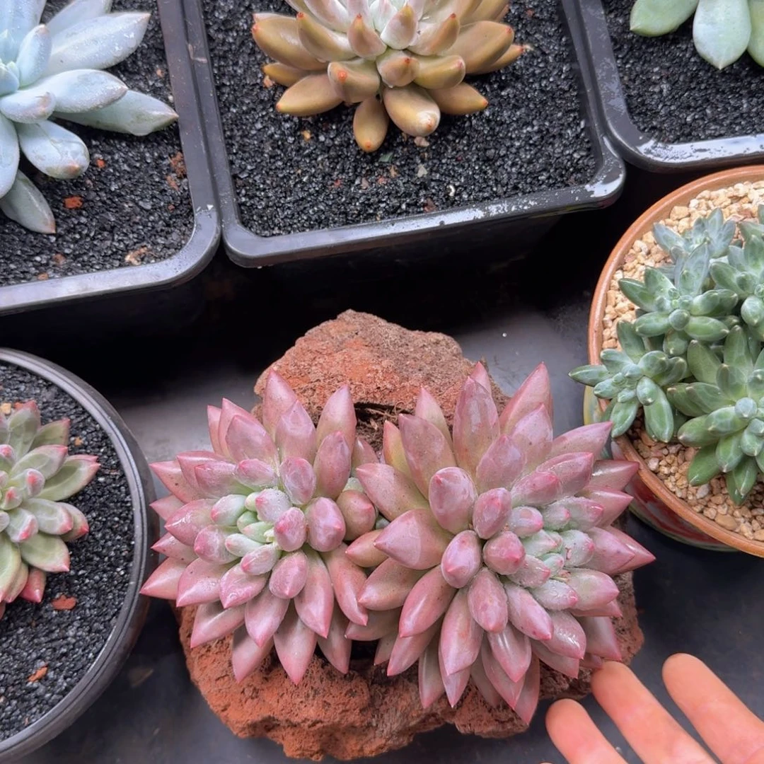 @****美哦莫哦莫哦莫哦莫哦莫哦