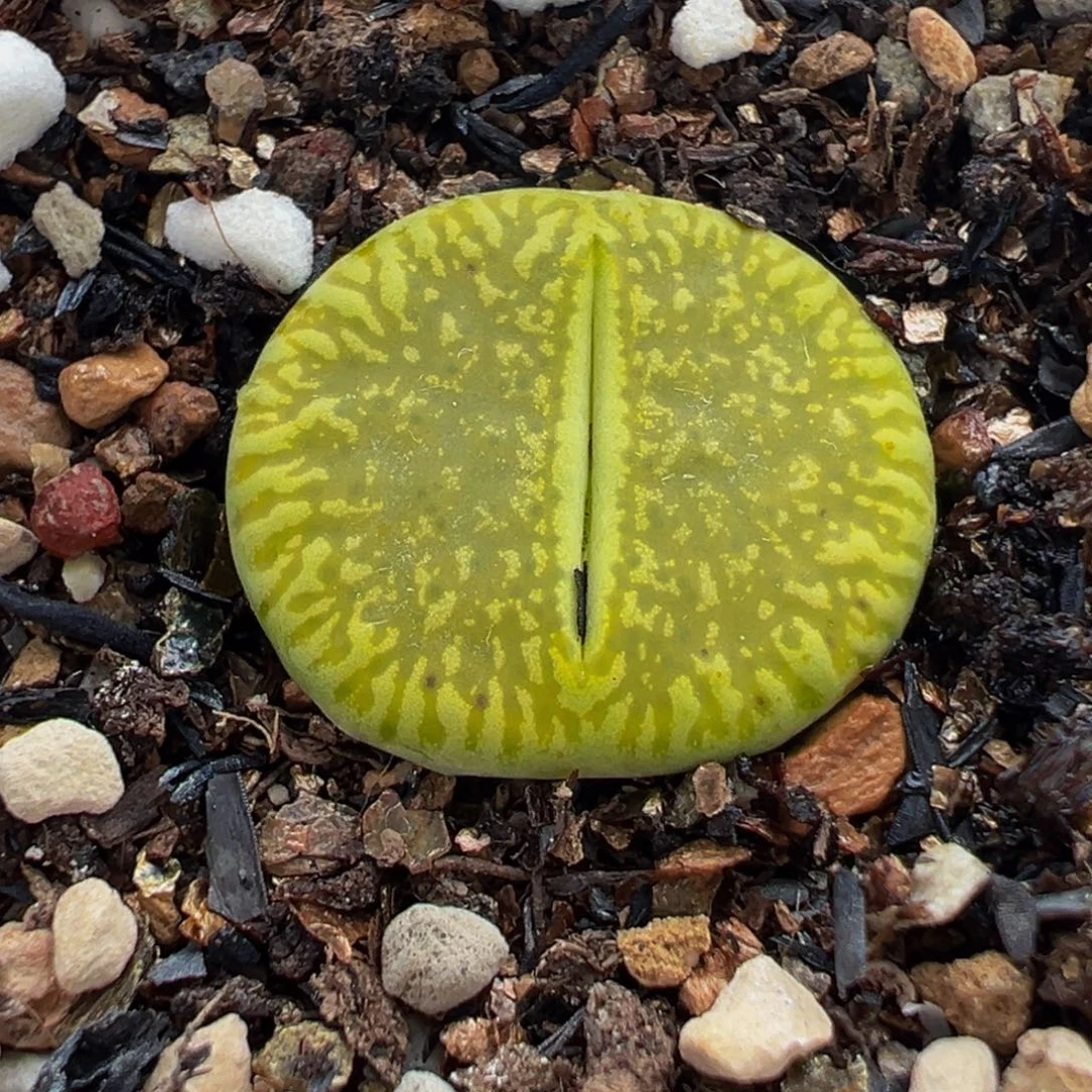 652多肉植物种类多样和