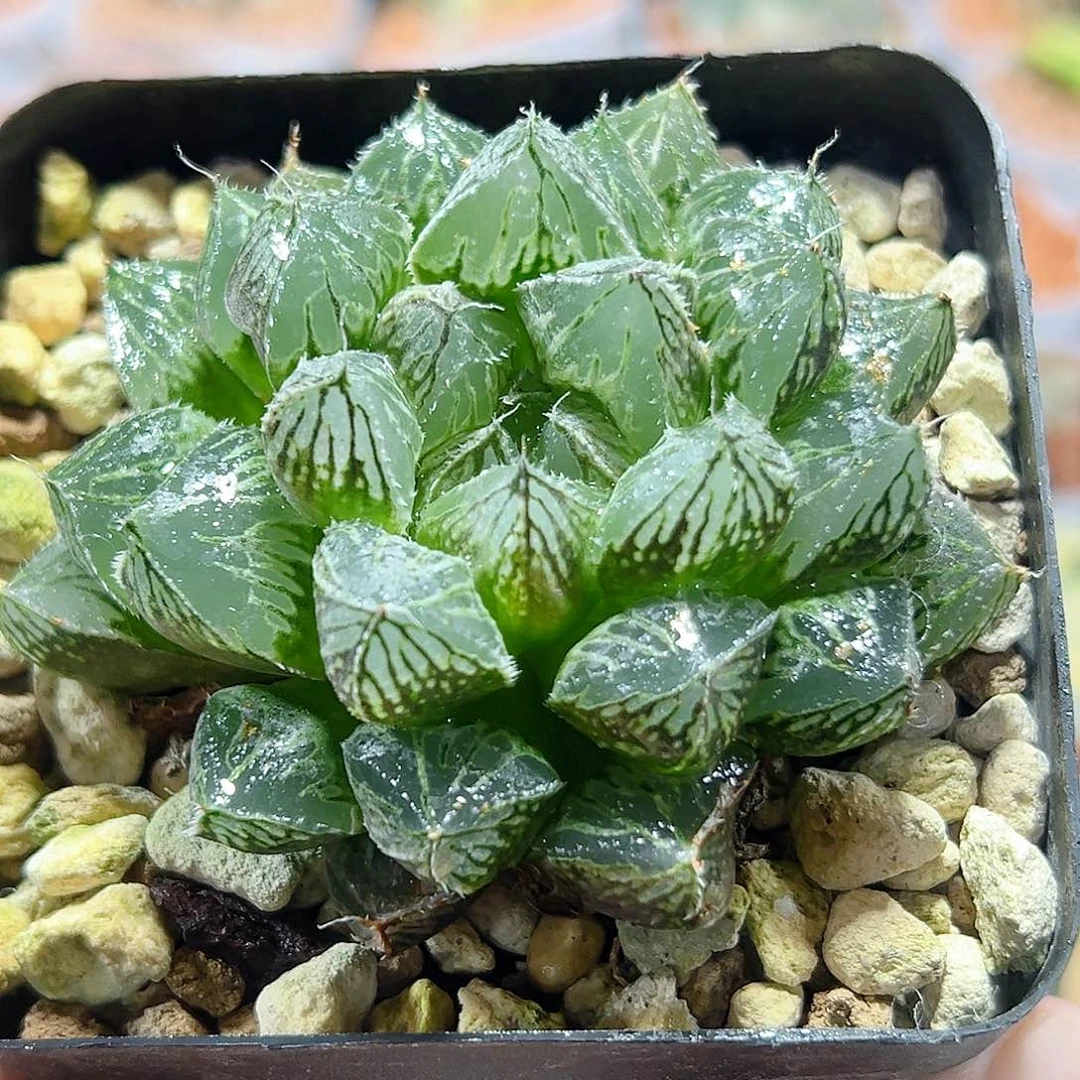 十二卷多肉楼兰玉露