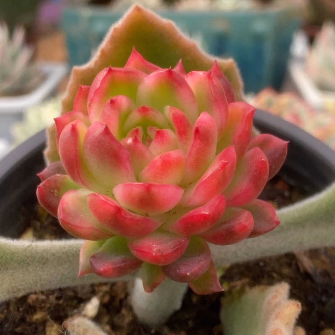 033红姑锦锦锦锦锦年