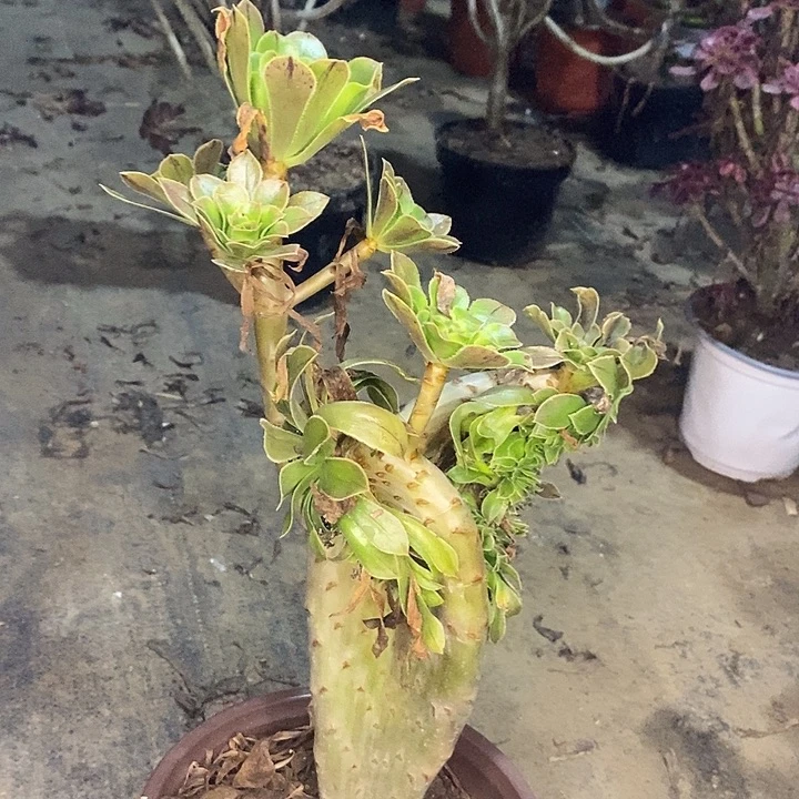 原始绿缀多肉植物065