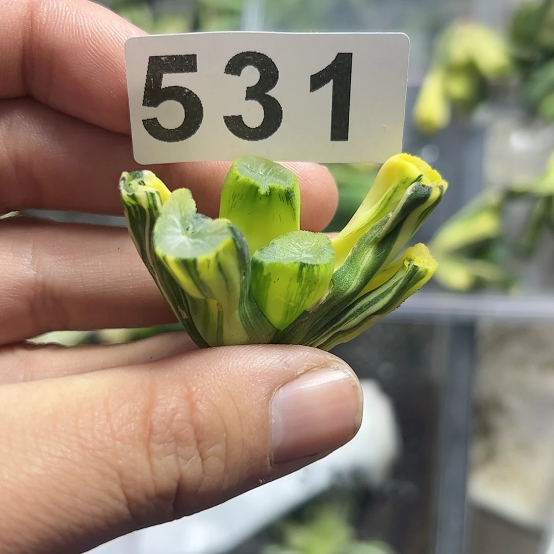 b****u红红火火恍恍惚惚