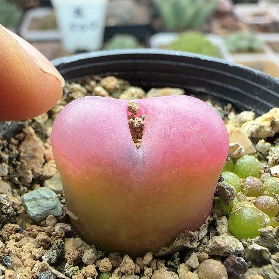 脱土发货28包邮25819