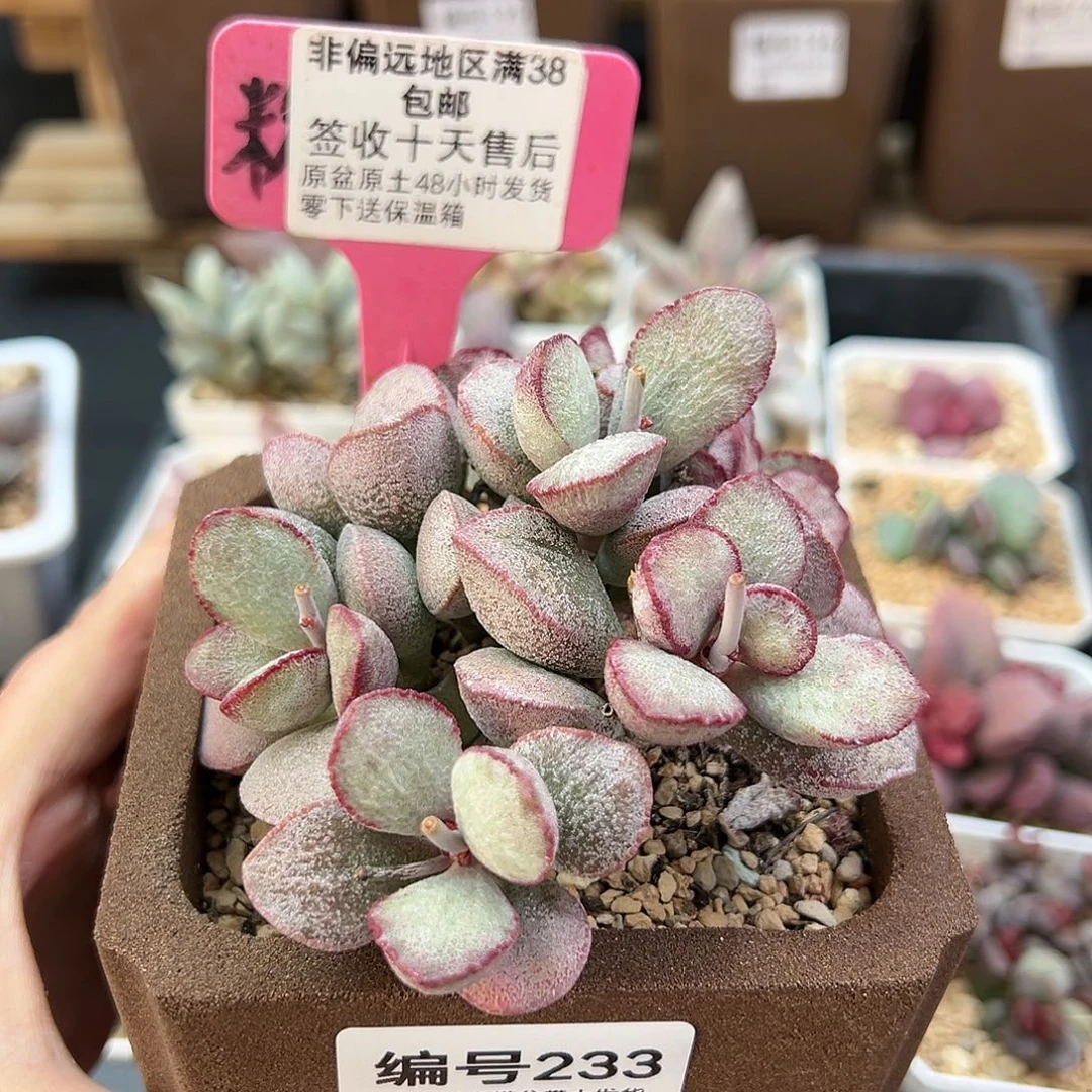 233春彩磨砂蛋多肉植物
