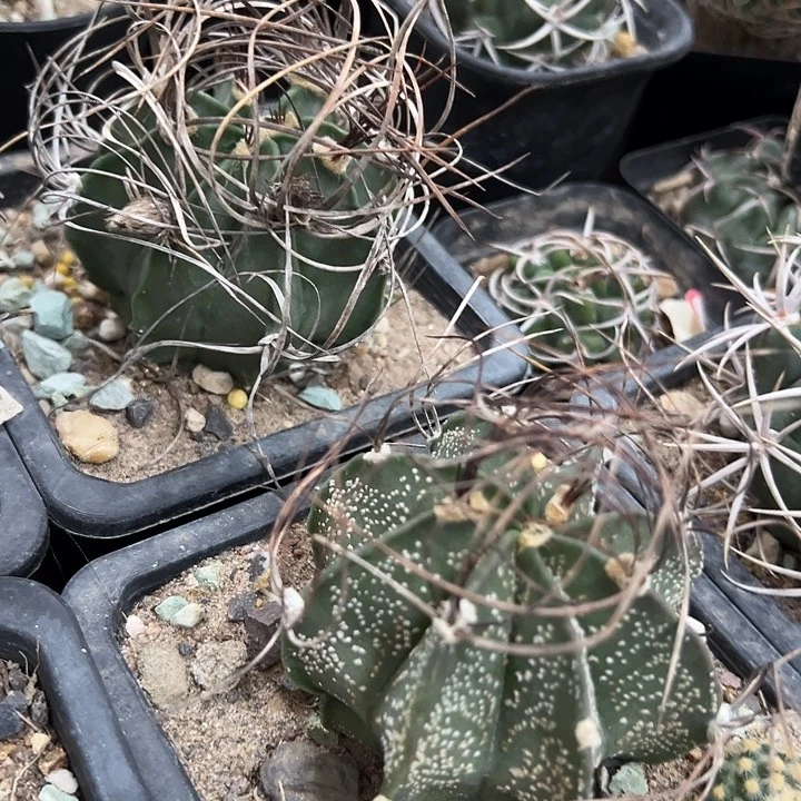 狂刺大凤玉实生。