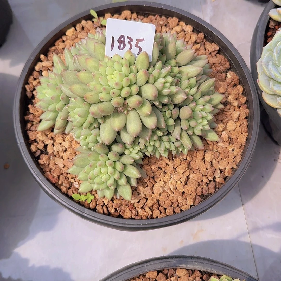 爱***妍2835言字多肉植物