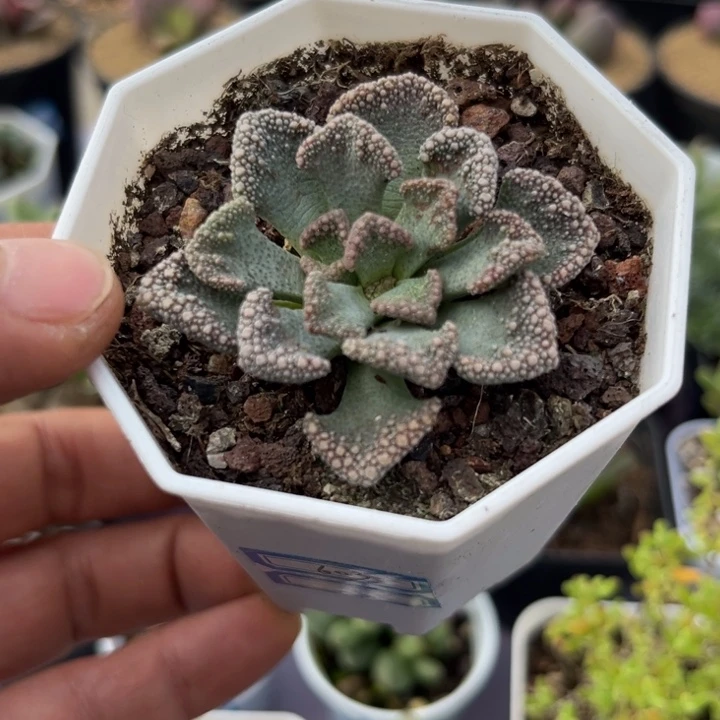 天女可爱多肉嘟嘟603