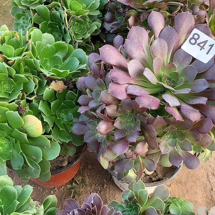 无花朵841绿杨蓉➕荷兰4