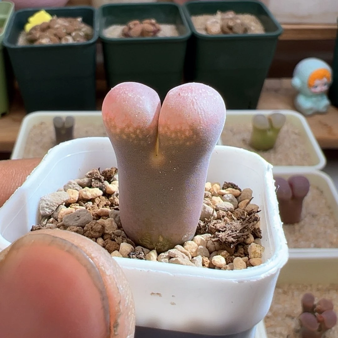 83编号丢失风铃一颗