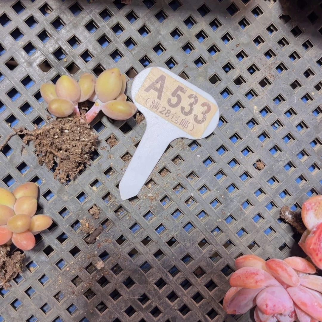 A533芒果奶一物一拍