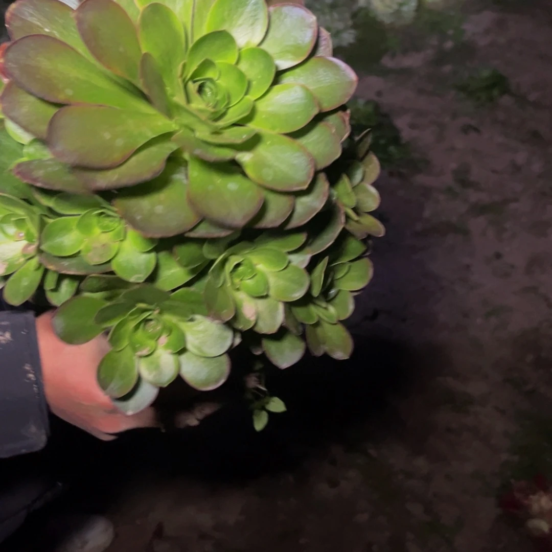 魅金多肉植物捧花的