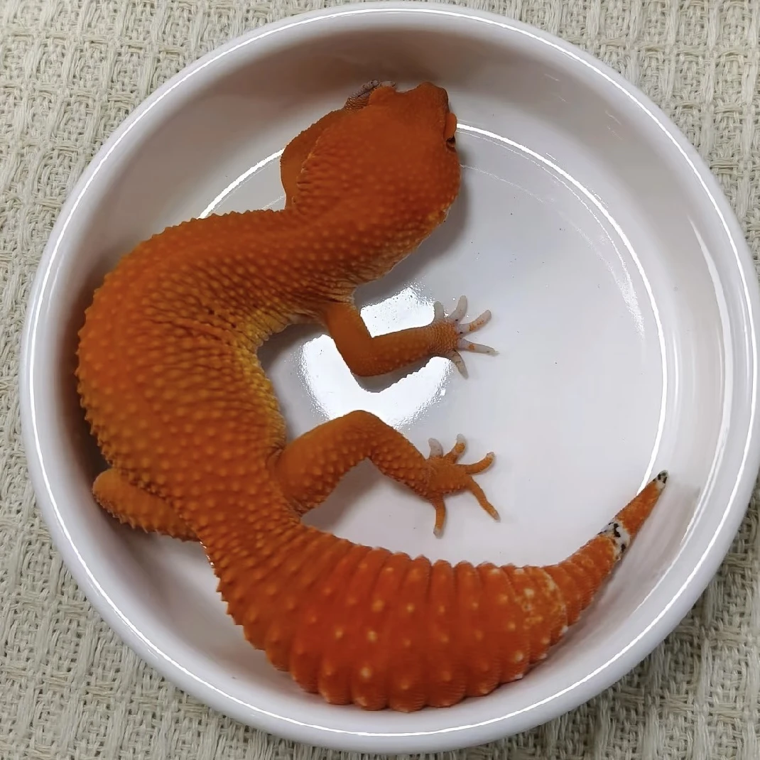 豹纹守宫活体异宠温顺可爱爬虫另类桌面宠物守宫