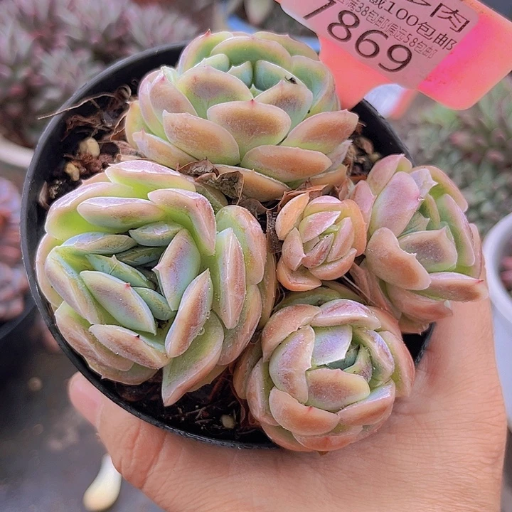 7869贝壳西娜。