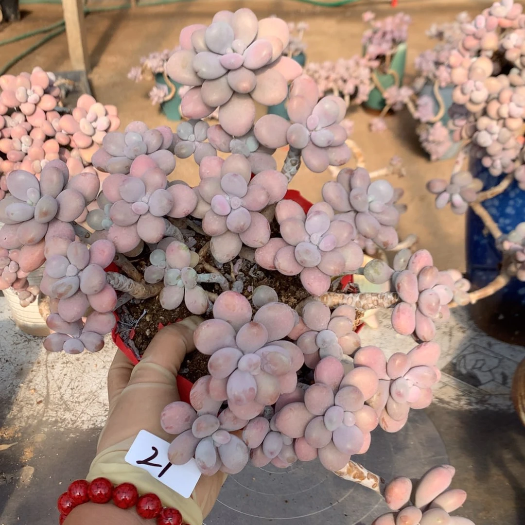 奶***糖桃蛋老桩不带盆有瑕疵27号