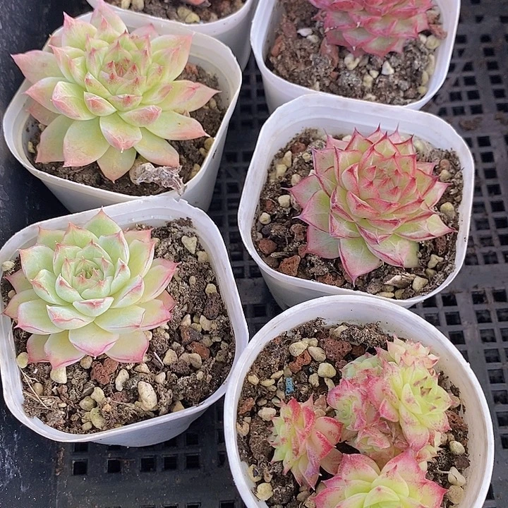 124 多肉植物盆栽花卉