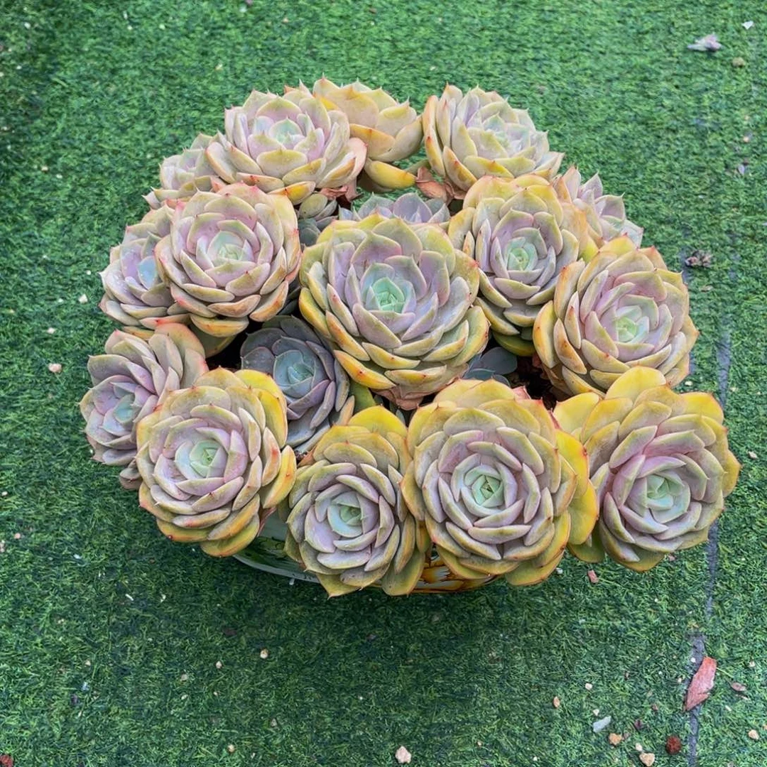 一物一拍多肉植物