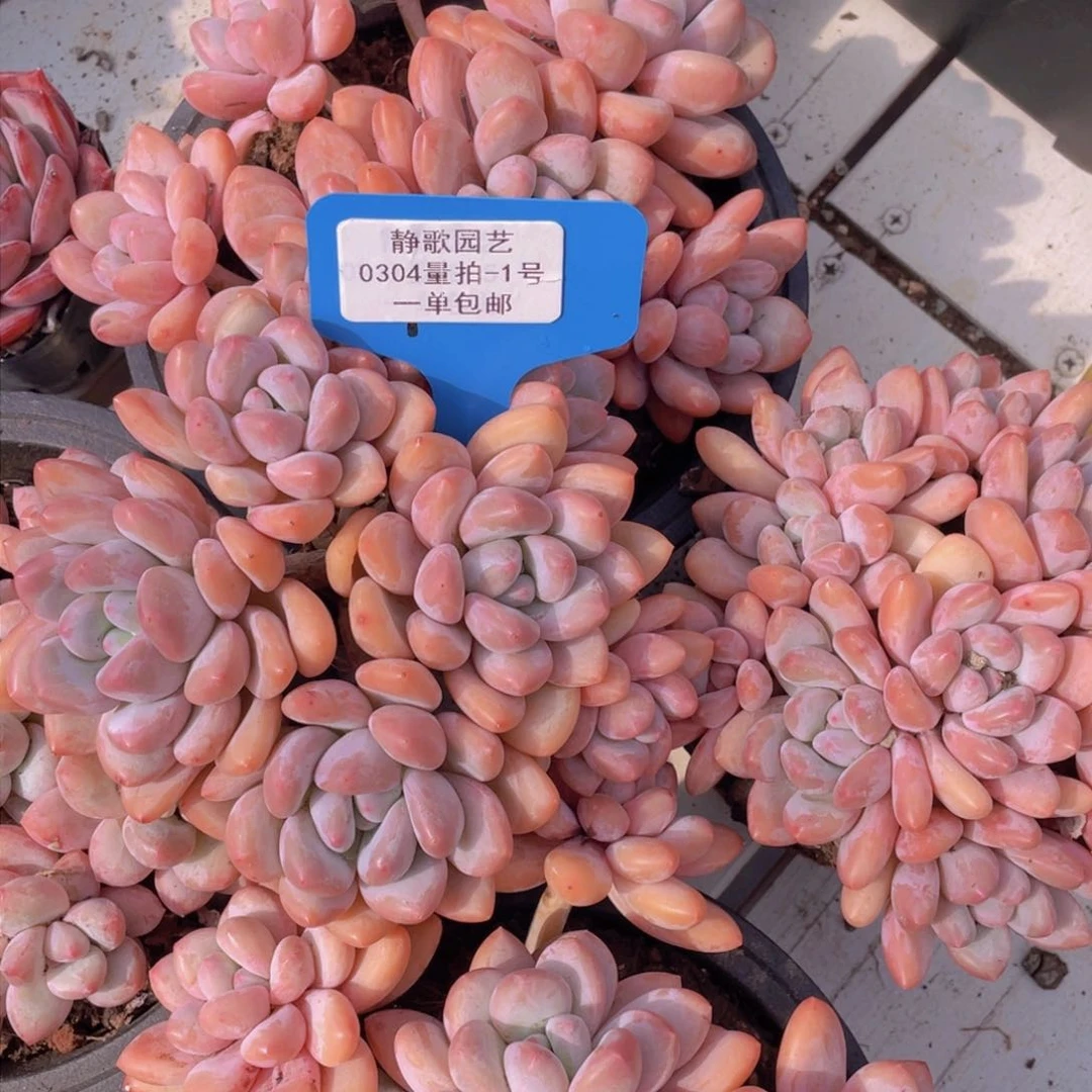 0304-1-开播福利全状态多头香水一颗