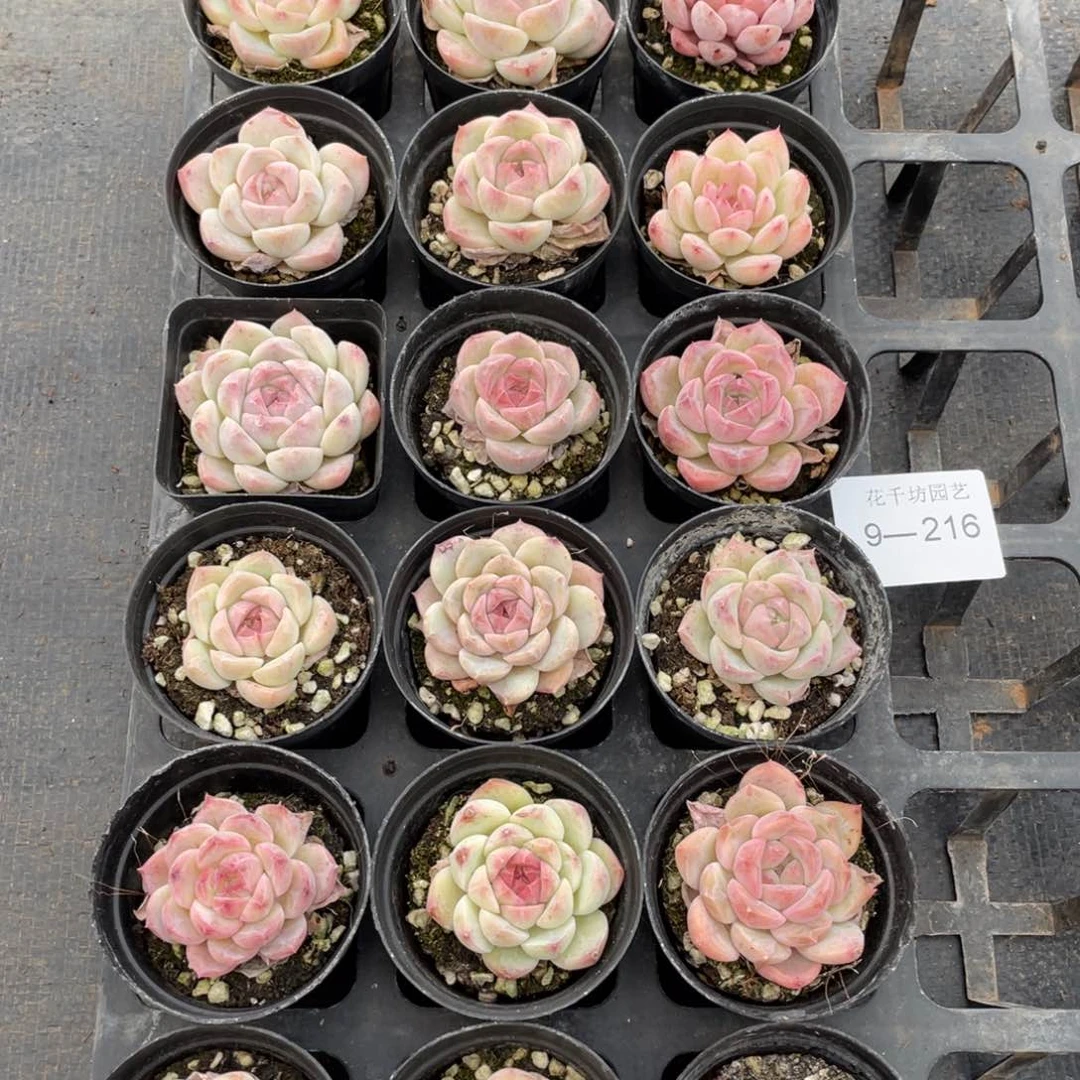 一物一拍18颗9-216