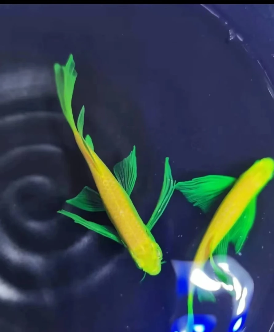 蝶翼斑马鱼长尾长鳍大帆翡翠绿观赏鱼龙凤冷水小型淡水好养活