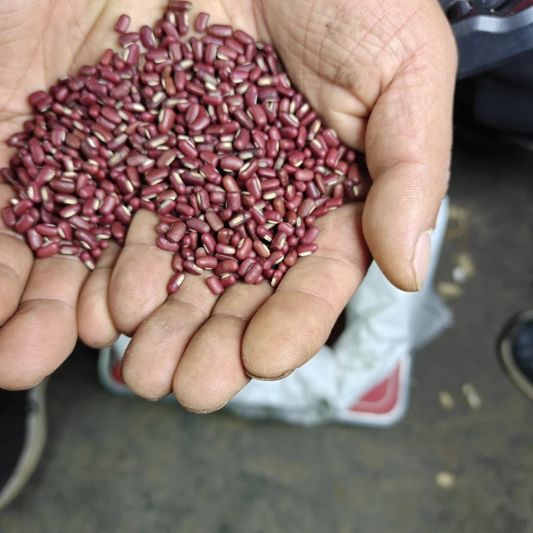 赤小豆粗粮五谷杂粮颗粒饱满煲汤煮粥佳品